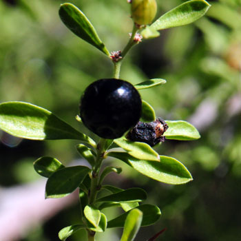 Condalia warnockii, Mexican Crucillo